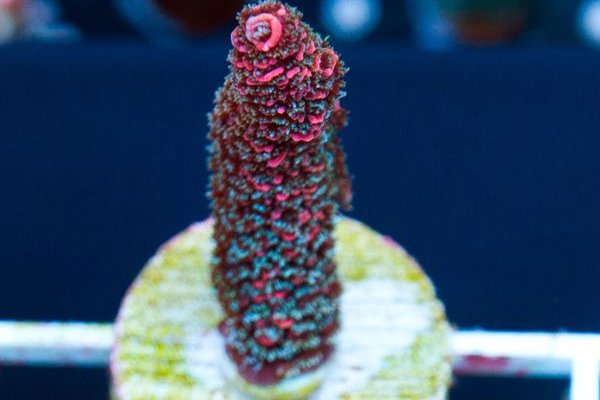 Кракен актуальные ссылки на сегодня